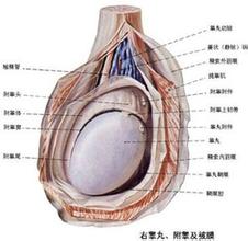 河池男性睾丸萎缩还疼痛是什么情况