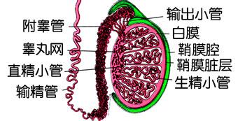 河池治疗男性精囊炎需要花多少钱