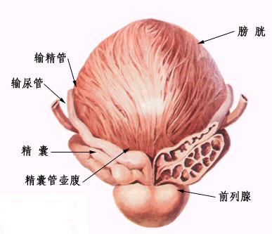 河池前列腺能不能治好