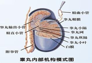 睾丸酸胀、不适、不舒服是怎么回事